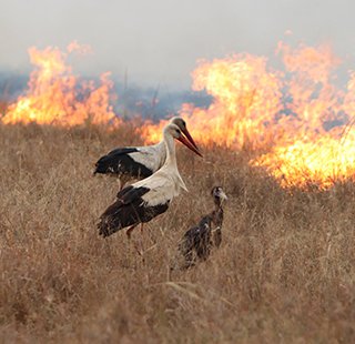 A group of three storks on savannah of Masai Mara National Park, Kenya with a line of wildfire behind them.
