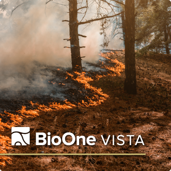 A line of wildfire and smoke in the woods