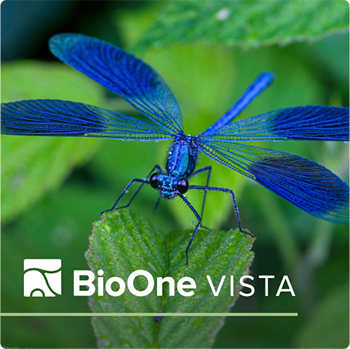 A banded demoiselle on a leaf