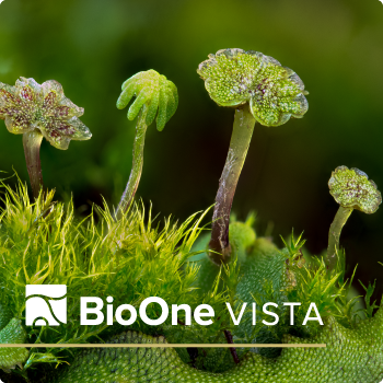 Macro view of four flat-topped antheridiophores (male sexual parts) and one archegoniophore (female) growing from the surface of a liverwort thallus. Moss growing among the thalluses.