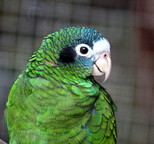 Amazon Parrots (Amazona ventralis)