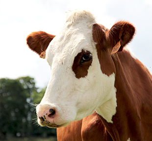 Brown and white cow