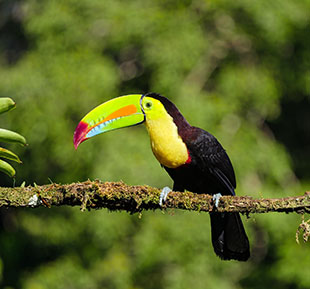 keel-billed toucan