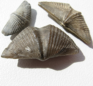 Fossil shellfish