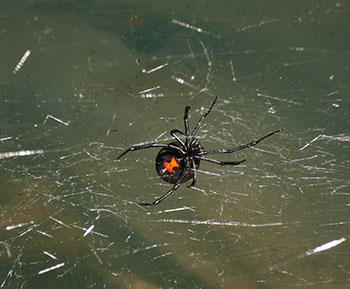 black widow spider