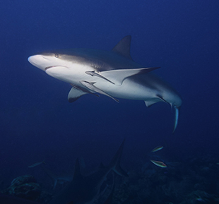 Bull Shark