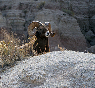 Bighorn Sheep