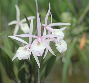 Orchid of the Epidendrum genus