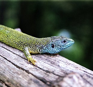 western green lizard