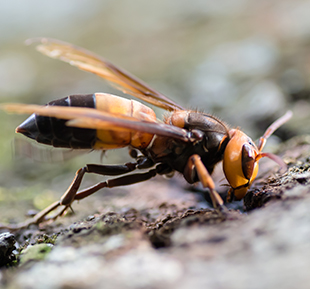 Vespa soror. Photo by Thai National Parks