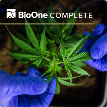 Closeup of hands wearing purple gloves tending a cannabis plant