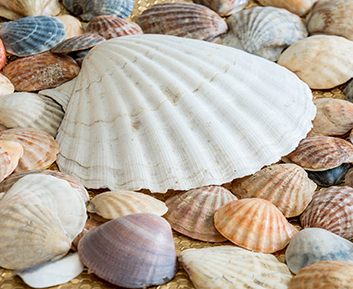 A collection of sea shells