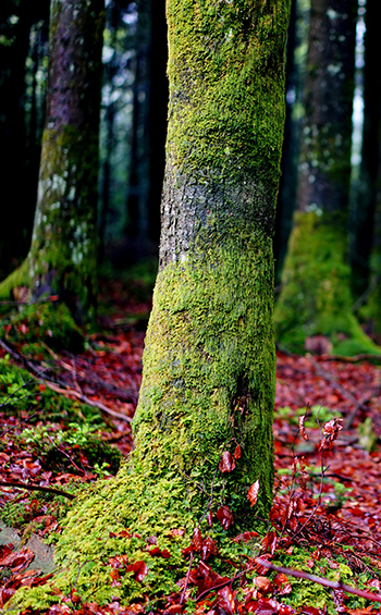 Closeup of moss growing on a beech tree trunk.