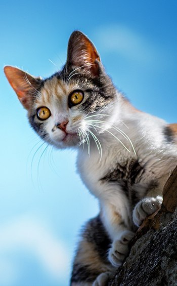 A juvenile calicao stray cat looks down from a wall.