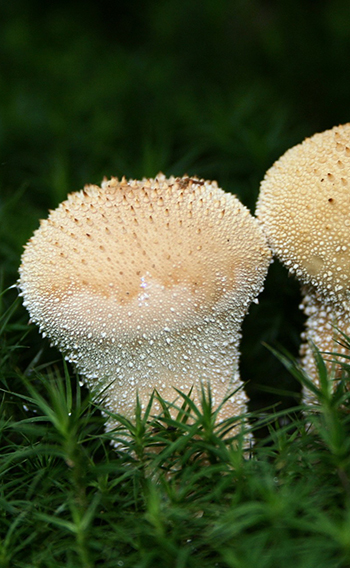 Close up of a Bovista fungus.