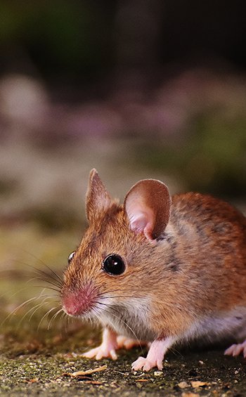 Close up on the front half of a brown and white mouse.