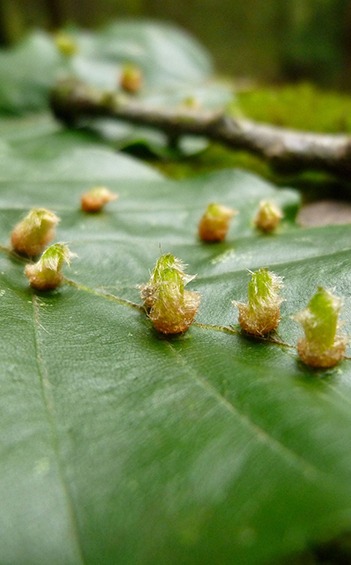 Insect gall on beech leaves.