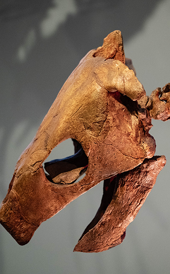 Closeup of a fossilized turtle head.