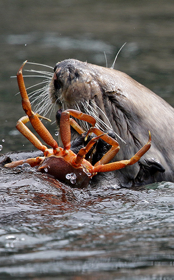 Sea otter eating a crab.