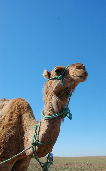 Closeup of the head and neck of a dromedary camel against a blue sky