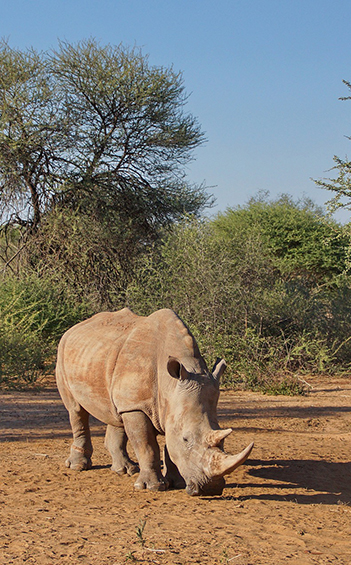 A white rhino