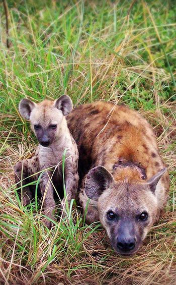 A spotted hyena with cub.