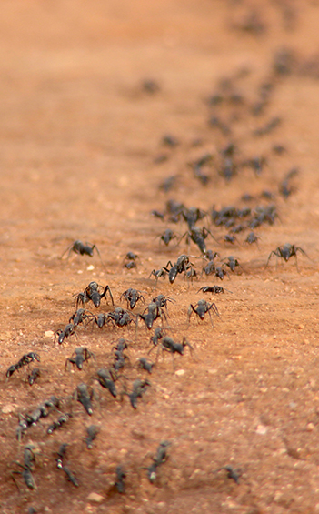 A line of ants on the ground