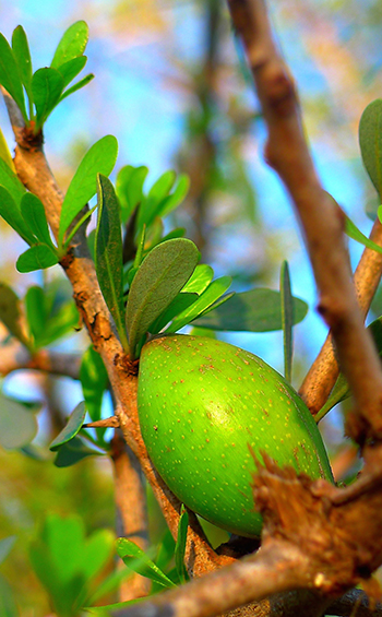 Close up of Argan fruit on a tree