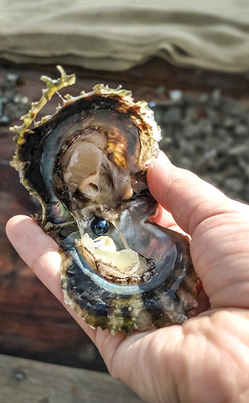 A hand holding an open pearl oyster with a black pearl in a fishing boat in Doha, Qatar.
