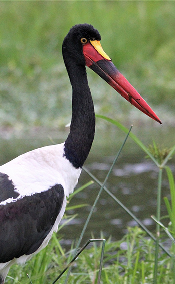 Closeup on the head and neck of a Saddle-billed Stork (Ephippiorhynchus senegalensis)