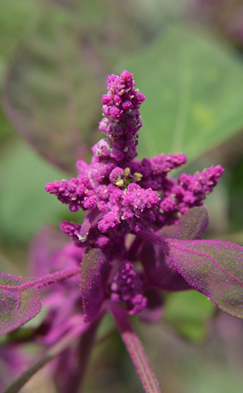 Closeup of a quinoa flower