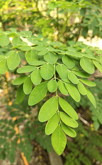 Closeup of a moringa oleifera leaf.