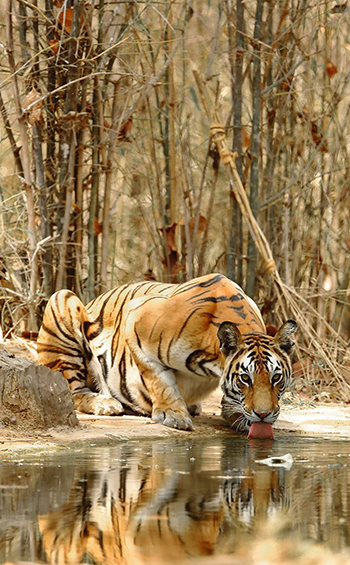 A Bengal tiger on the edge of a water, drinking with a forest in the background.