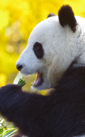 Profile view of a giant panda eating bamboo