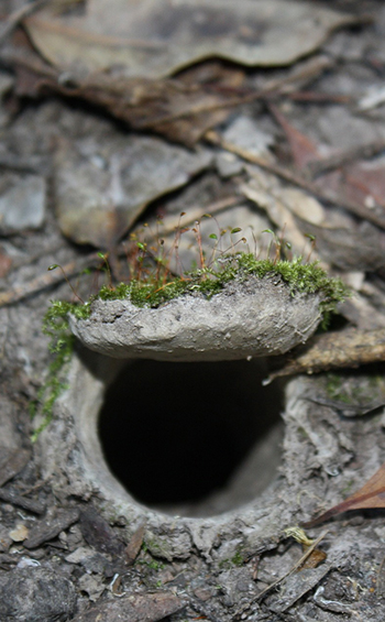 Closeup of a trapdoor spider burrow.