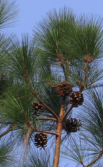 Upper branches of a himalayan blue pine