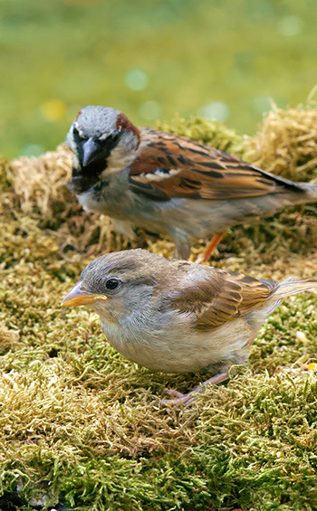 Two Eurasian Tree Sparrows on mossy ground.