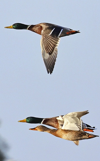 Three mallard ducks in flight