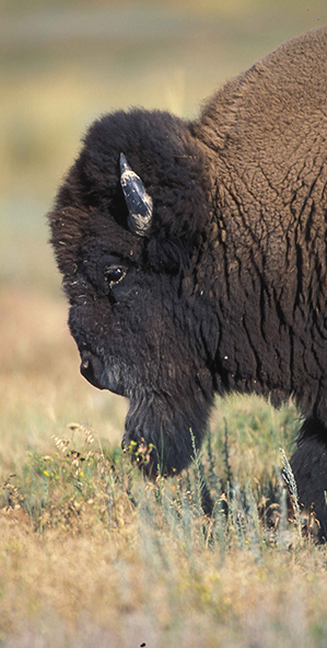 profile of a male Bison head in a grassy field