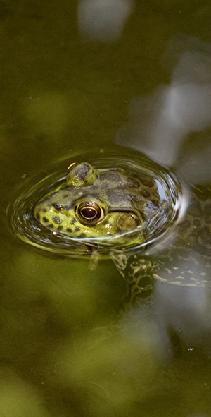 American bullfrog (rana catesbeiana) with its head floating on top of the water. The body is submerged