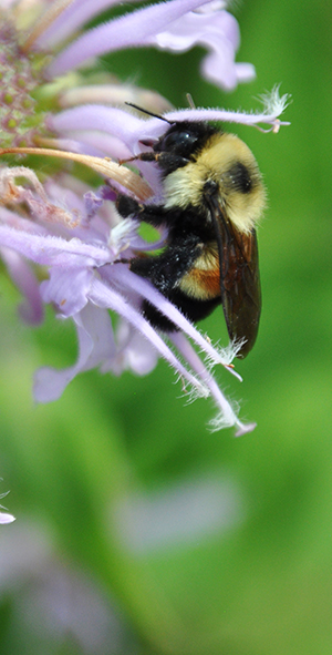 Rusty patched bumble bee (Bombus affinis) on Wild Bergamot by USFWS Midwest Region. 
