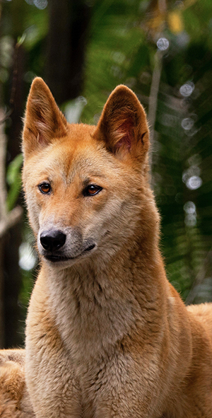 Dingo looking straight on with ears up