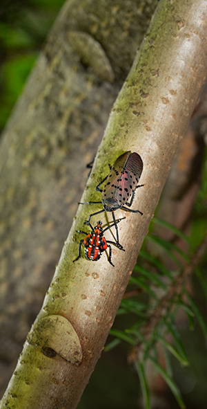 spotted lanternfly (Lycorma delicatula) winged adult and nymph in Pennsylvania. USDA-ARS Photo by Stephen Ausmus.