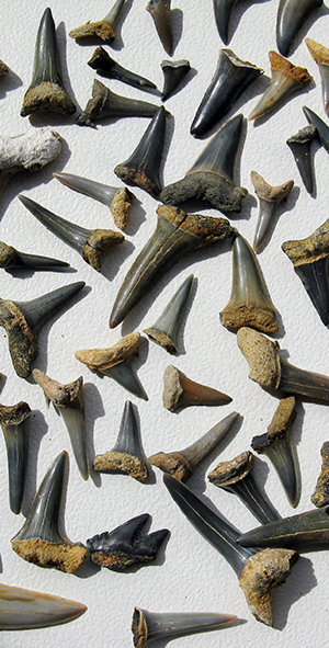 Fossil shark teeth