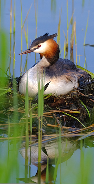 great crested grebe (Podiceps cristatus) sitting on a nest surrounded by water and reeds.