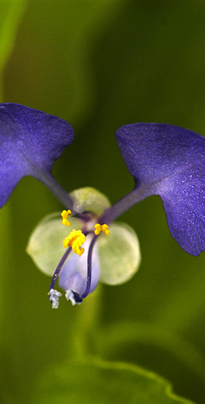 Tropical spiderwort flower. Photo by Herb Pilcher and USDA.