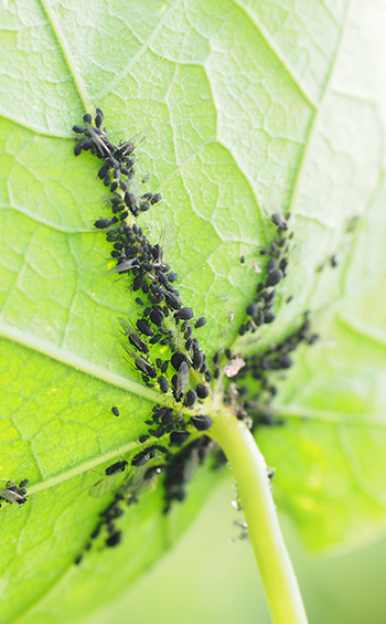 Dark colored aphids on the back of a bright green leaf.