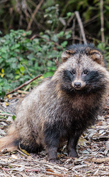 Profile view of a raccoon dog sitting with its head turned toward the camera.