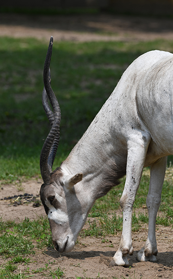An addax grazing, shown from head to shoulders.