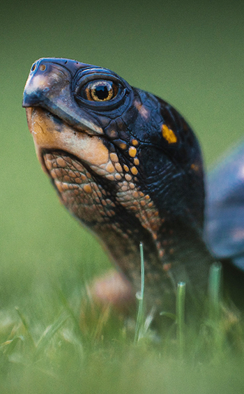 An eastern box turtle, front legs and head are out of the shell, looking to the right.